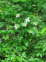 Attēlu rezultāti vaicājumam “Philadelphus coronarius leaf”