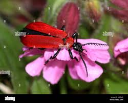 Attēlu rezultāti vaicājumam “Pyrochroa coccinea”