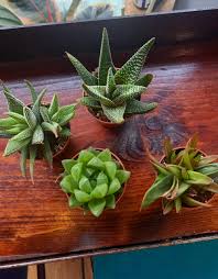 Image result for Haworthia mix