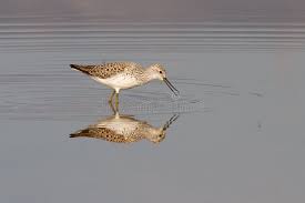 Attēlu rezultāti vaicājumam “Tringa stagnatilis”