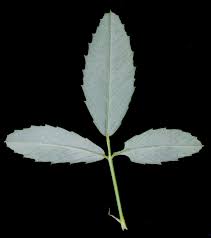 Attēlu rezultāti vaicājumam “Melilotus officinalis leaf”