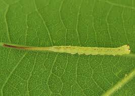 Attēlu rezultāti vaicājumam “Diachea muscorum macro”