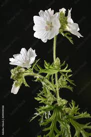 Attēlu rezultāti vaicājumam “Malva moschata alba flower”