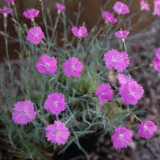 Image result for Dianthus gratianopolitanus