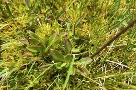 Attēlu rezultāti vaicājumam “Saxifraga hirculus”