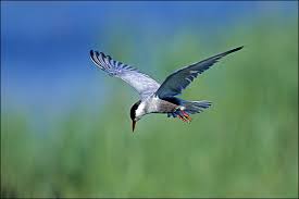 Attēlu rezultāti vaicājumam “Chlidonias hybrida”