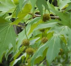 Attēlu rezultāti vaicājumam “Platanus x hispanica (syn. Platanus x acerifolia)”