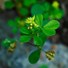 Attēlu rezultāti vaicājumam “Trifolium dubium leaf”