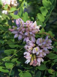 Attēlu rezultāti vaicājumam “Robinia neomexicana flower”