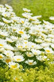 Attēlu rezultāti vaicājumam “Anthemis tinctoria”