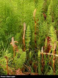 Attēlu rezultāti vaicājumam “Equisetum arvense”