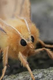 Attēlu rezultāti vaicājumam “Ennomos autumnaria male”