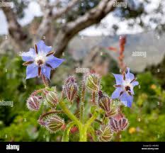 Attēlu rezultāti vaicājumam “Borago officinalis bud”