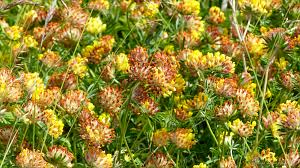 Image result for Anthyllis vulneraria rubra