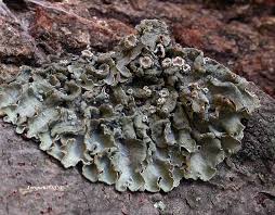 Attēlu rezultāti vaicājumam “Pleurosticta acetabulum”