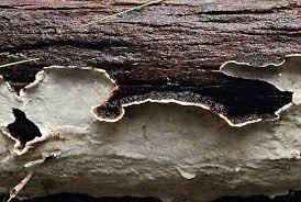 Attēlu rezultāti vaicājumam “Stereum rugosum”