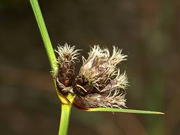 Attēlu rezultāti vaicājumam “Bolboschoenus maritimus flower”