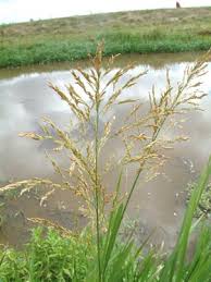 Attēlu rezultāti vaicājumam “Glyceria maxima”