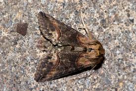 Attēlu rezultāti vaicājumam “Abrostola triplasia”