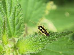 Attēlu rezultāti vaicājumam “Stenotus binotatus male”