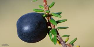 Attēlu rezultāti vaicājumam “Empetrum nigrum fruit”