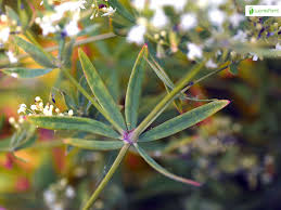 Attēlu rezultāti vaicājumam “Galium schultesii fruit”