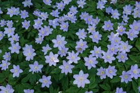 Attēlu rezultāti vaicājumam “Anemone nemorosa bud”