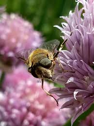 Attēlu rezultāti vaicājumam “Magdalis sp.”