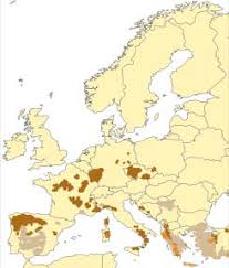 Attēlu rezultāti vaicājumam “Carterocephalus silvicolus underside”