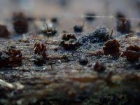 Attēlu rezultāti vaicājumam “Licea pusilla sessile”