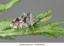 Attēlu rezultāti vaicājumam “Elasmucha grisea”