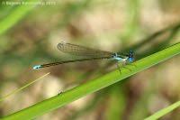 Attēlu rezultāti vaicājumam “Nehalennia speciosa”