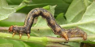 Attēlu rezultāti vaicājumam “Colotois pennaria”