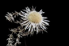 Attēlu rezultāti vaicājumam “Cirsium acaule leaf”