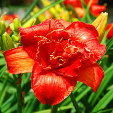 Image result for Hemerocallis `Moses Fire`