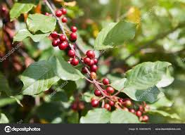 Attēlu rezultāti vaicājumam “Frangula alnus bud”