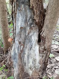 Attēlu rezultāti vaicājumam “Stropharia albocrenulata”