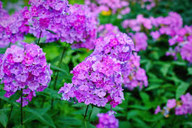 Attēlu rezultāti vaicājumam “Phlox paniculata”