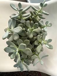 Image result for Mehikasvi