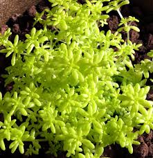Attēlu rezultāti vaicājumam “Sedum hispanicum”
