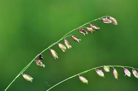 Attēlu rezultāti vaicājumam “Melica nutans flower”