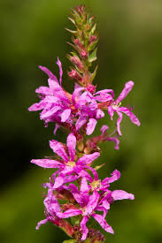 Attēlu rezultāti vaicājumam “Lythrum salicaria fruit”