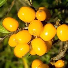 Attēlu rezultāti vaicājumam “Hippophae rhamnoides fruit”