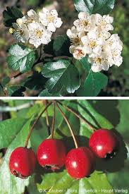 Attēlu rezultāti vaicājumam “Crataegus laevigata”