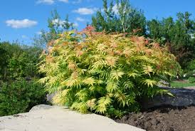 Attēlu rezultāti vaicājumam “Sorbaria sorbifolia fruit”