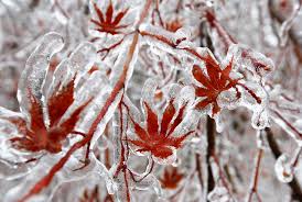 Image result for ice storm