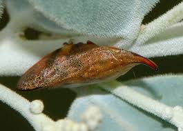 Attēlu rezultāti vaicājumam “Aphrophoridae nymph”
