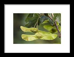 Attēlu rezultāti vaicājumam “Acer campestre fruit”