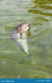 Image result for Phocoena phocoena