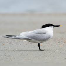 Attēlu rezultāti vaicājumam “Sterna sandvicensis adult”